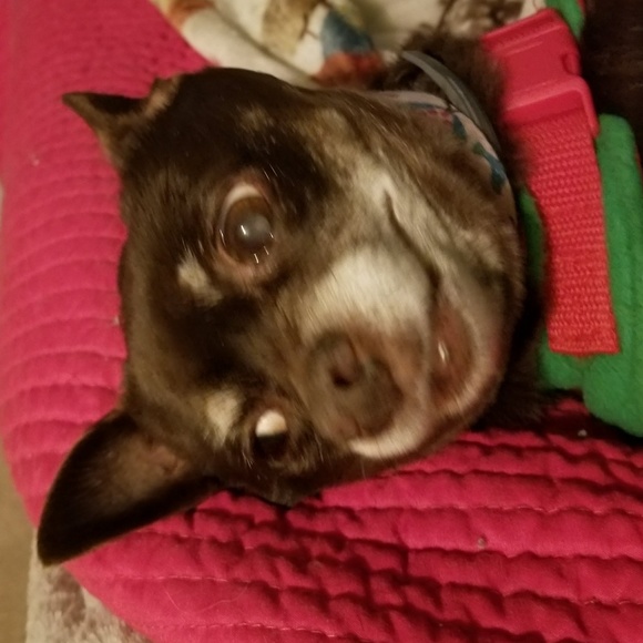 Vintage and gently used coats and jackets coming - Picture 6 of 8